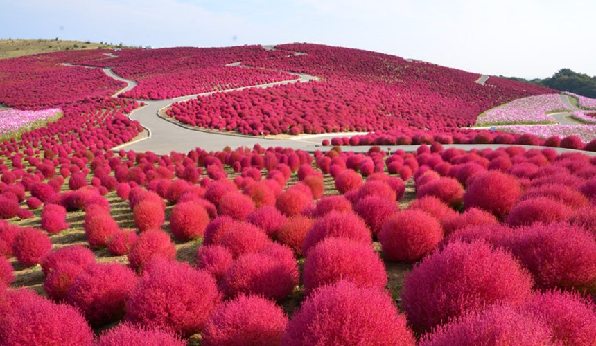 茨城